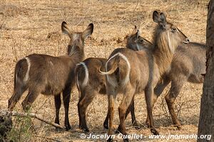 Majete Wildlife Reserve - Malawi