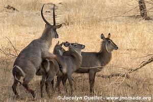 Majete Wildlife Reserve - Malawi