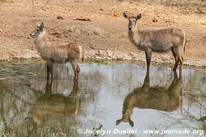 Majete Wildlife Reserve - Malawi