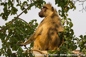 Majete Wildlife Reserve - Malawi