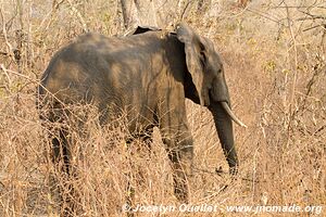 Majete Wildlife Reserve - Malawi