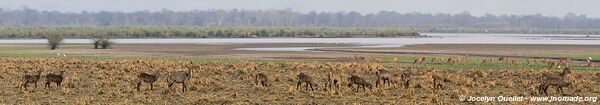 Parc national de Liwonde - Malawi