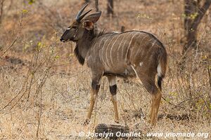 Majete Wildlife Reserve - Malawi