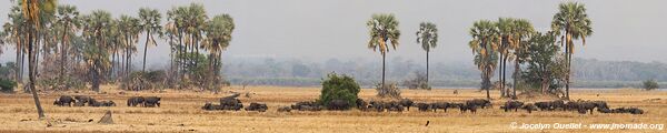 Parc national de Liwonde - Malawi