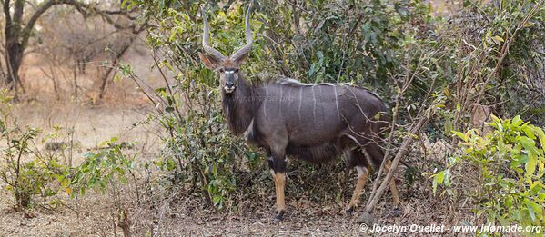 Majete Wildlife Reserve - Malawi