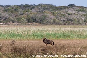 Reserva especial de Maputo - Mozambique