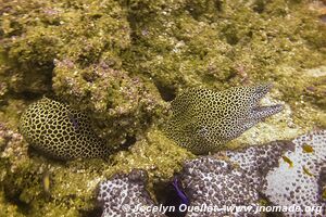 Giant Castle Reef - Tofo - Mozambique