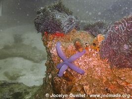 Manta Reef - Tofo - Mozambique