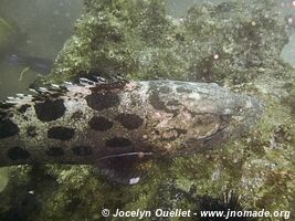 Récif Manta - Tofo - Mozambique