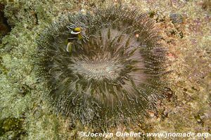 Manta Reef - Tofo - Mozambique