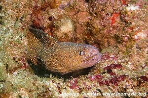 Récif Manta - Tofo - Mozambique