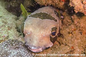 Chamber of Secrets Reef - Tofo - Mozambique