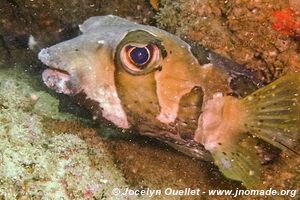 Chamber of Secrets Reef - Tofo - Mozambique