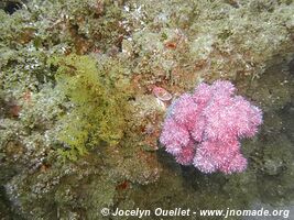 Chamber of Secrets Reef - Tofo - Mozambique