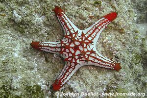 Chamber of Secrets Reef - Tofo - Mozambique