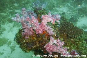 The Office Reef - Tofo - Mozambique