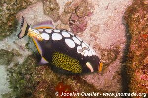 The Office Reef - Tofo - Mozambique