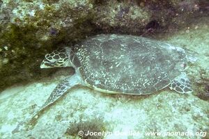 The Office Reef - Tofo - Mozambique