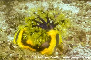 The Office Reef - Tofo - Mozambique