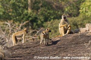 Niassa National Reserve - Mozambique