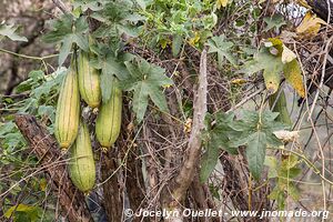 Réserve naturelle Mantenga - Swaziland