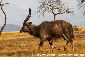 Sanctuaire d'animaux de Mlilwane - Swaziland