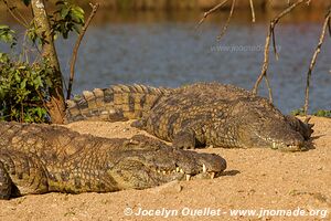 Sanctuaire d'animaux de Mlilwane - Swaziland