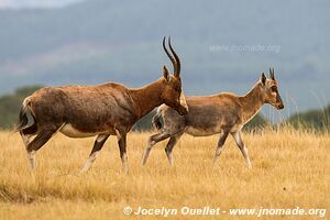 Sanctuaire d'animaux de Mlilwane - Swaziland