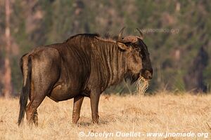 Sanctuaire d'animaux de Mlilwane - Swaziland