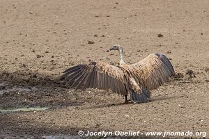 Parc national royal Hlane - Swaziland