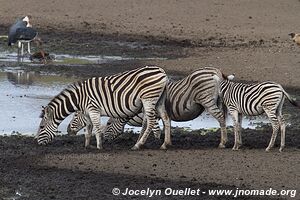 Hlane Royal National Park - Swaziland