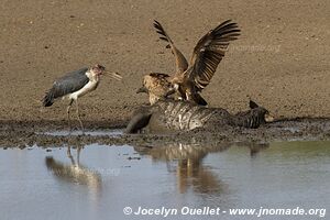 Parc national royal Hlane - Swaziland