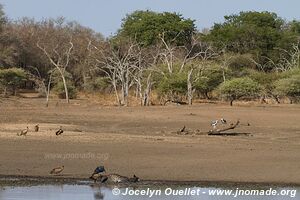 Parc national royal Hlane - Swaziland