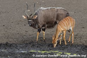 Parc national royal Hlane - Swaziland