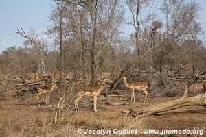 Parc national royal Hlane - Swaziland