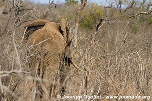 Parc national royal Hlane - Swaziland