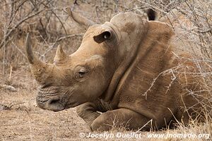 Hlane Royal National Park - Swaziland