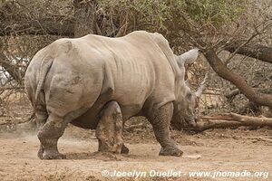 Parc national royal Hlane - Swaziland