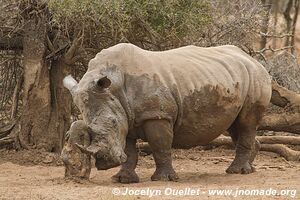 Parc national royal Hlane - Swaziland