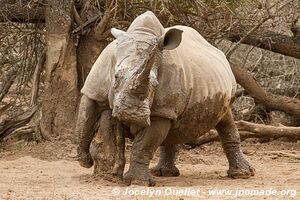 Parc national royal Hlane - Swaziland