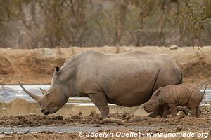 Parc national royal Hlane - Swaziland