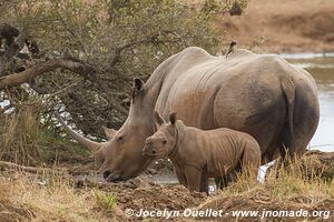 Parc national royal Hlane - Swaziland