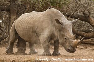 Parc national royal Hlane - Swaziland