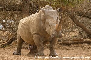 Parc national royal Hlane - Swaziland