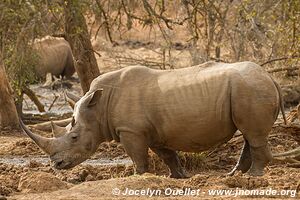 Parc national royal Hlane - Swaziland