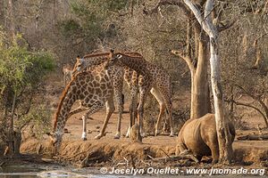 Hlane Royal National Park - Swaziland