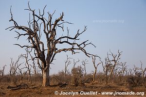 Parc national royal Hlane - Swaziland