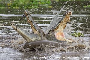 Réserve faunique du Selous - Tanzanie