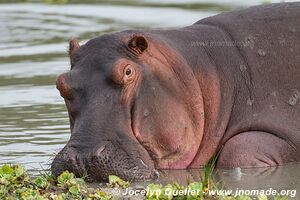 Selous Game Reserve - Tanzania