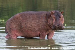 Selous Game Reserve - Tanzania